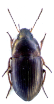 Amara convexior (Stephens, 1828a)