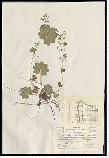 Alchemilla baltica Sam. ex Juz.