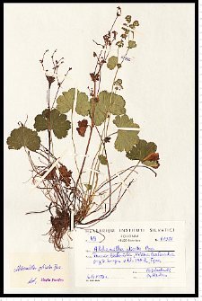 Alchemilla plicata Buser