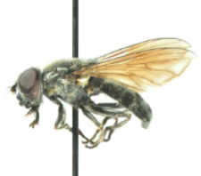 Cheilosia gigantea (Zetterstedt, 1838)