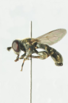 Eumerus strigatus (Fallen, 1817)