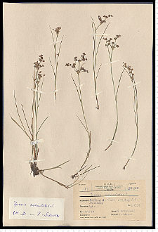 Juncus articulatus L. em. K. Richt.