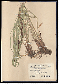 Carex gracilis Curtis