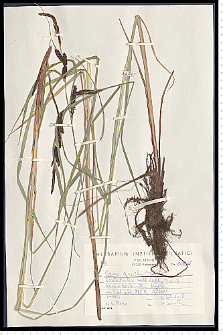 Carex gracilis Curtis