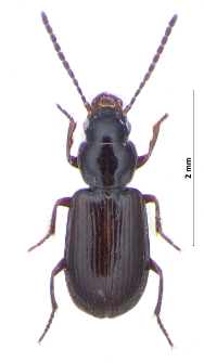 Acupalpus exiguus (Dejean, 1829a)