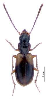 Anthracus longicornis (Schaum, 1857a)