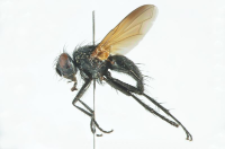 Macroprosopa atrata (Fallen, 1810)