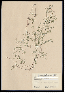 Galium uliginosum L.