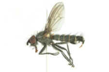 Phorbia longipilis (Pandelle, 1900)