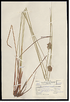 Juncus conglomeratus L. em. Leers