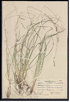 Carex elongata L.