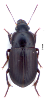 Harpalus serripes (Quensel, 1806)