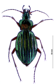 Carabus auronitens (Fabricius, 1792)