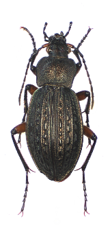 Carabus cancellatus (Illiger, 1798)