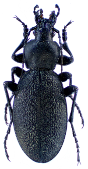 Carabus coriaceus rugifer (Kraatz, 1877g)