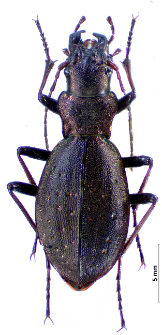 Carabus irregularis montandoni (Buysson, 1882)