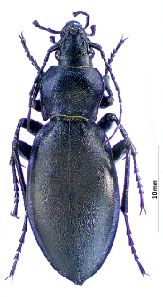 Carabus violaceus andrzejuscii (Fischer von Waldheim, 1823)