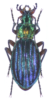 Carabus auronitens escheri Palliardi, 1825