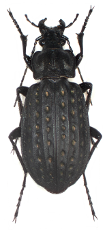 Carabus clathratus (Linnaeus, 1760)