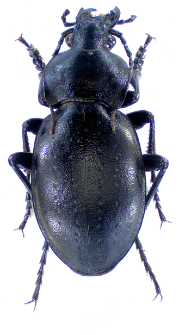 Carabus hungaricus (Fabricius, 1792)