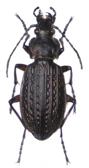 Carabus menetriesi (Hummel, 1827)