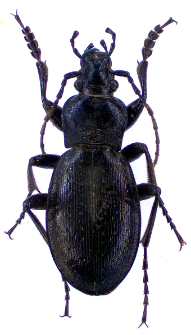 Carabus obsoletus (J. Sturm, 1815)