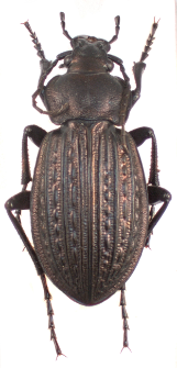 Carabus ulrichii (Germar, 1823b)