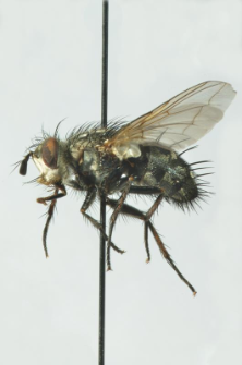 Linnaemya picta (Meigen, 1824) F 089