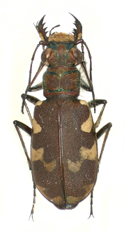 Cicindela maritima (Dejean, 1822)