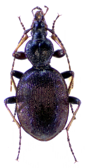 Cychrus attenuatus (Fabricius, 1792)