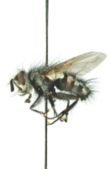 Parasetigena silvestris (Robineau-Desvoidy, 1863) M