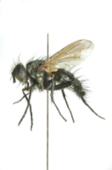 Admontia grandicornis (Zetterstedt, 1849)