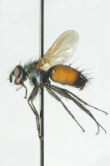 Eriothrix rufomaculatus (De Geer, 1776)