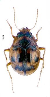 Omophron limbatum (Fabricius, 1777)