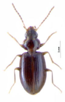 Ocys quinquestriatus (Gyllenhal, 1810)