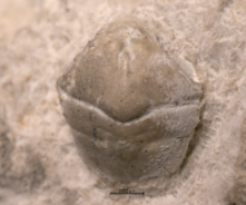 Goniodromites serratus