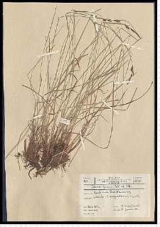 Carex nigra Reichard