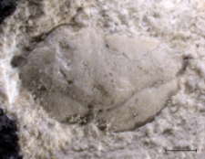 Goniodromites species