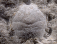 Goniodromites kubai