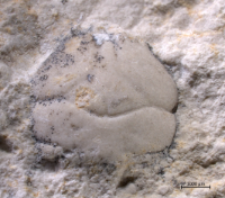 Tanidromites sculpta