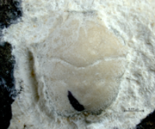 Goniodromites serratus