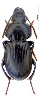 Molops elatus (Fabricius, 1801)