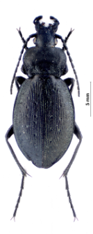 Carabus sylvestris transsylvanicus (Dejean, 1826)