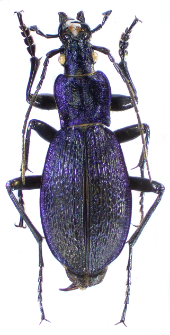 Carabus intricatus (Linnaeus, 1760)