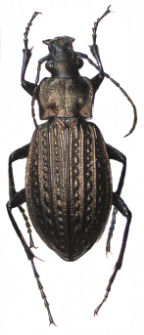 Carabus granulatus (Linnaeus, 1758)