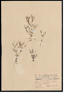 Centaurium pulchellum (Sw.) Druce
