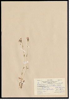 Centaurium erythraea Rafn subsp. erythraea