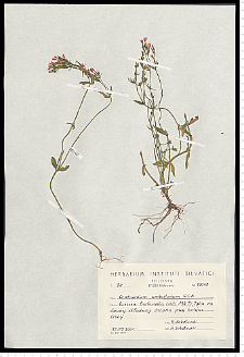 Centaurium erythraea Rafn subsp. erythraea