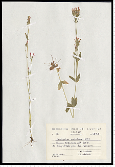 Centaurium erythraea Rafn subsp. erythraea