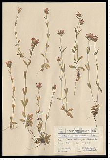 Centaurium erythraea Rafn subsp. erythraea